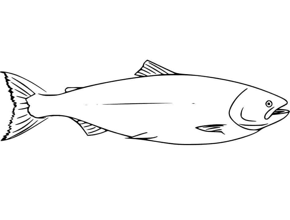 Desenho de Peixe Salmão Grátis para Crianças para Colorir e Pintar