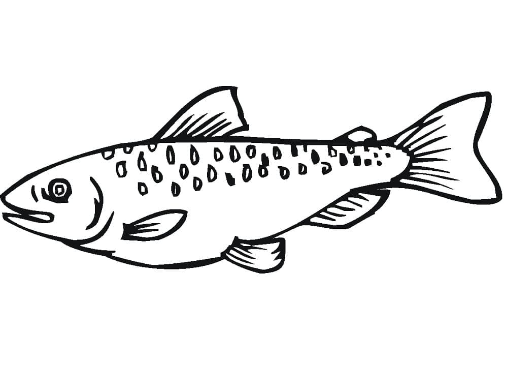 Desenho de Salmão e Pintar