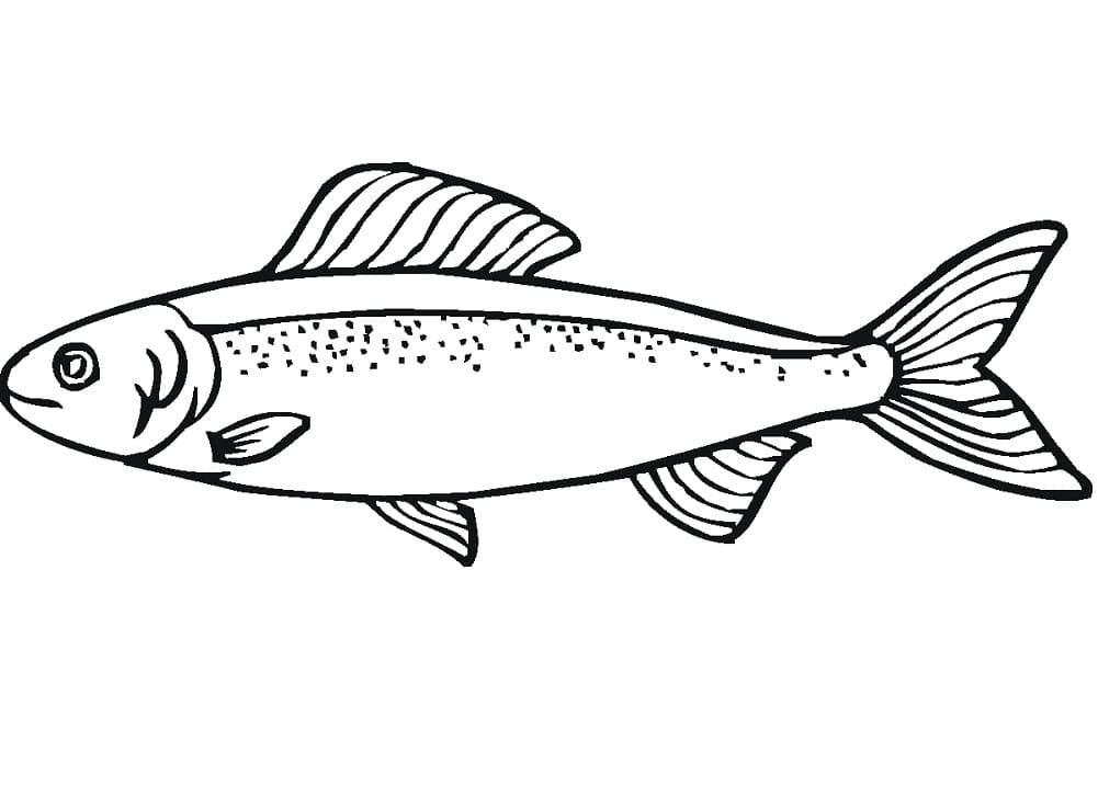 Desenho de Salmão no Mar para Colorir e Pintar