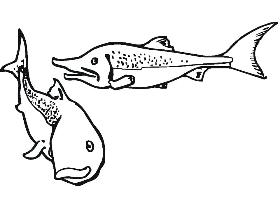 Desenho de Salmões para Colorir e Pintar