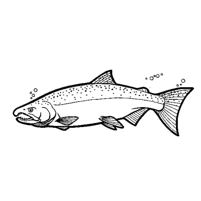 Desenho de um Salmão para Colorir e Pintar