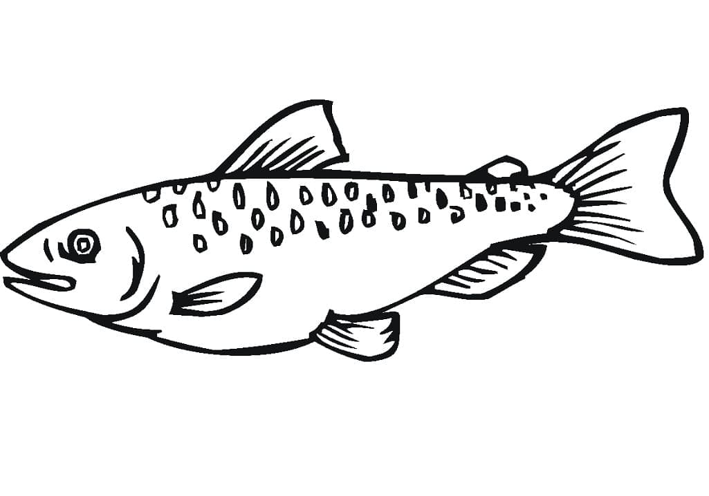 Desenho em Pdf de Peixe Salmão para Colorir e Pintar