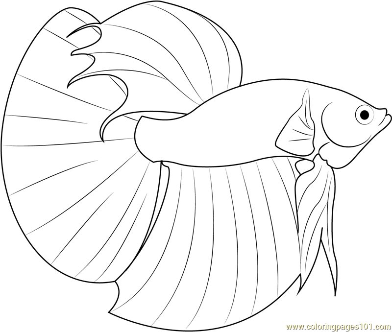 Desenho de Peixe Download Pdf para Colorir e Pintar