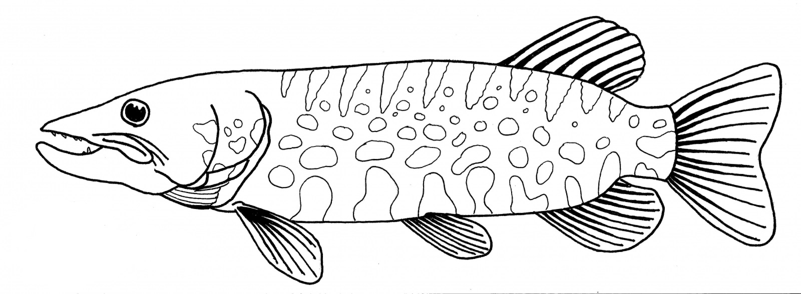 Desenho de Peixe no Mar para Colorir e Pintar