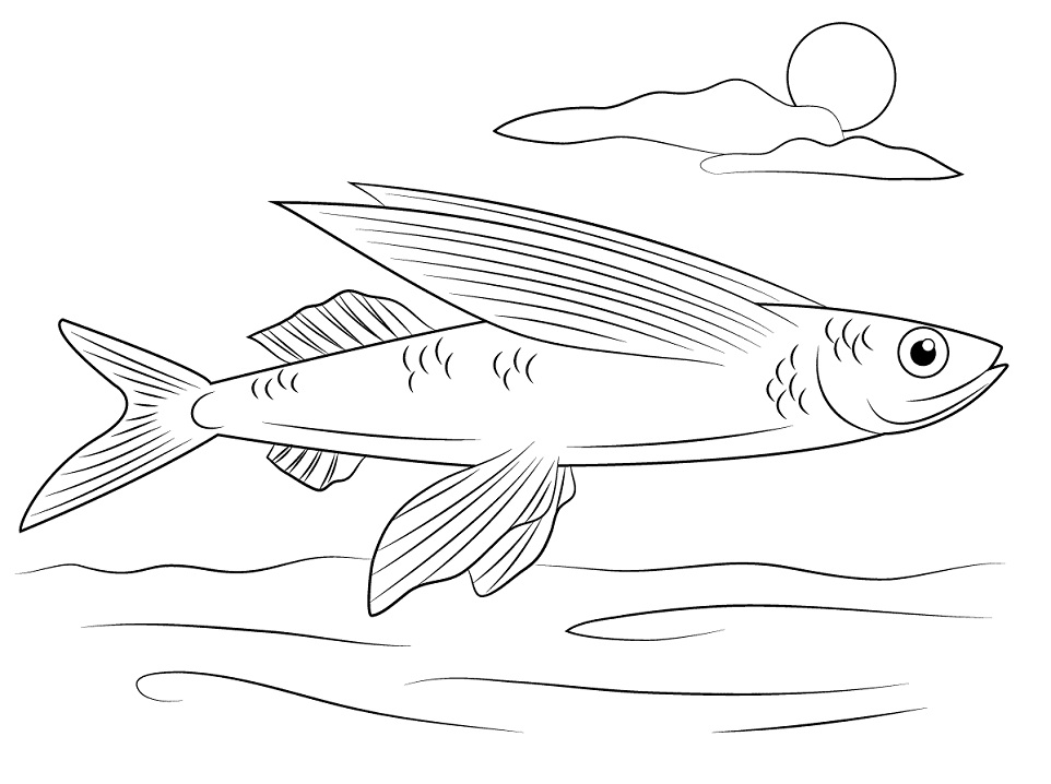 Desenho de Peixe Voador para Colorir e Pintar