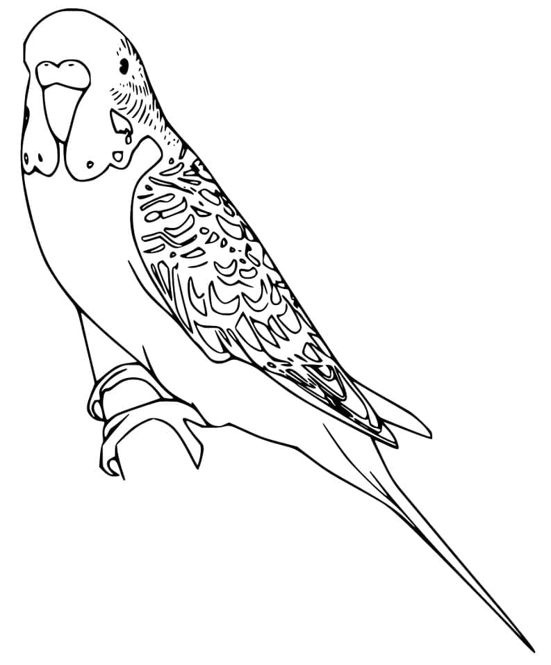 Desenho de Periquito Download Grátis para Colorir e Pintar