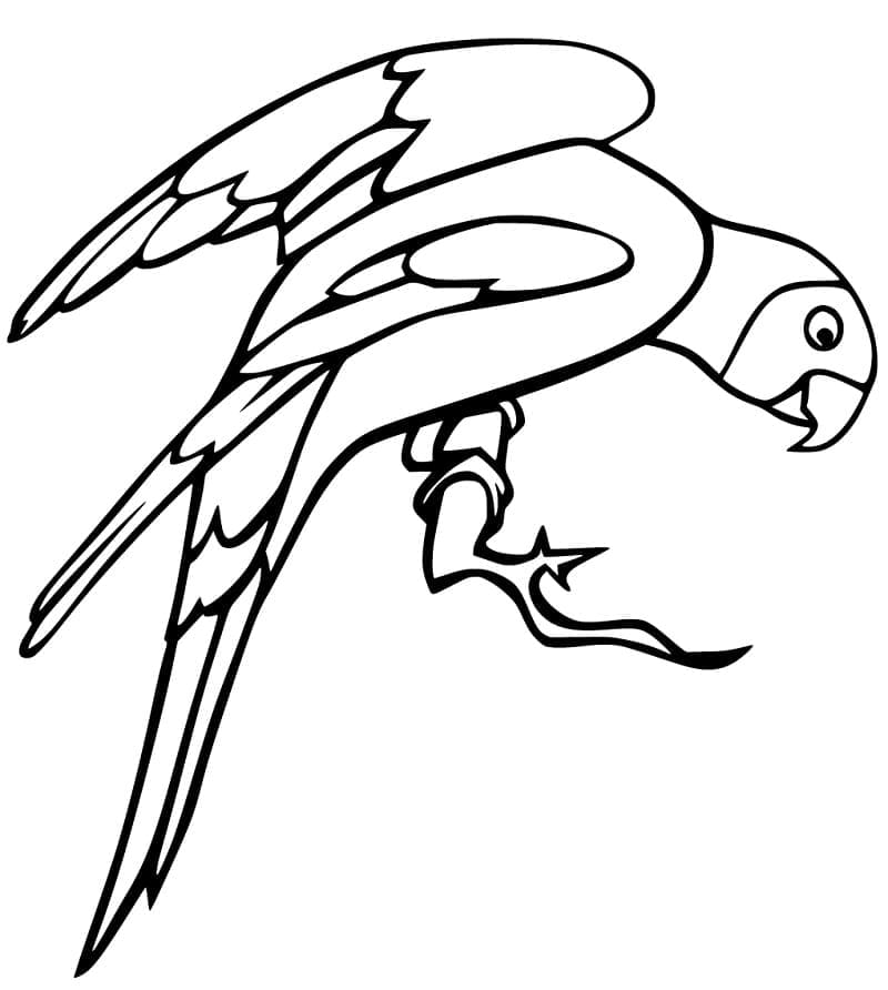 Desenho de Periquito Imprimivel para Pintar