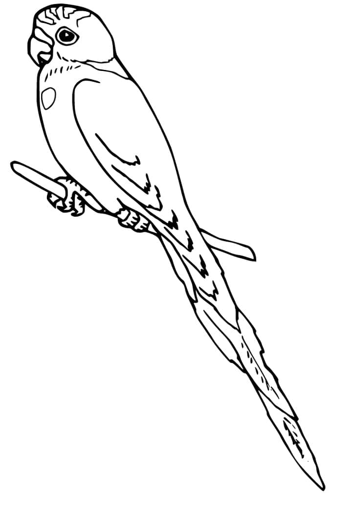 Desenho de Periquito para Colorir com Lápis de Cor e Pintar