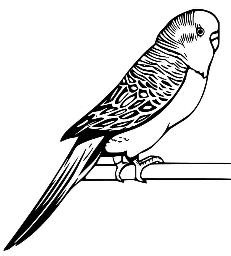 Desenho de Periquito para Colorir Figurá Imprimivel e Pintar