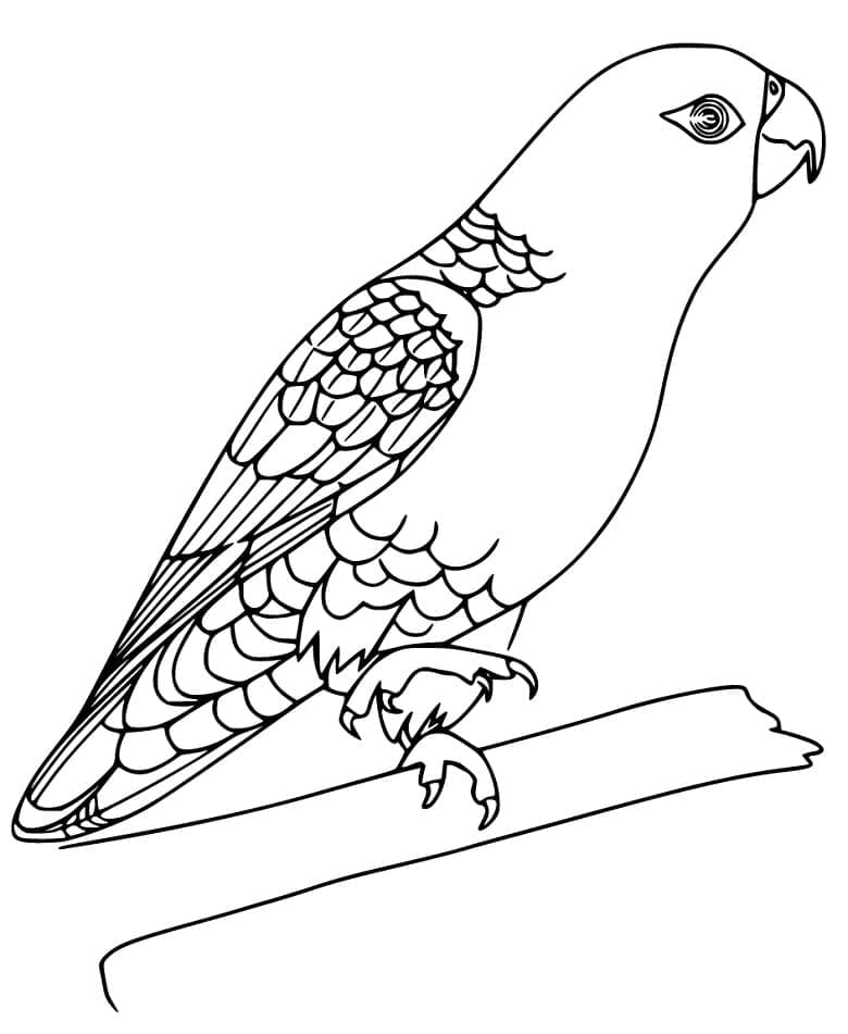 Desenho de Periquito para Imprimir e Baixar e Pintar