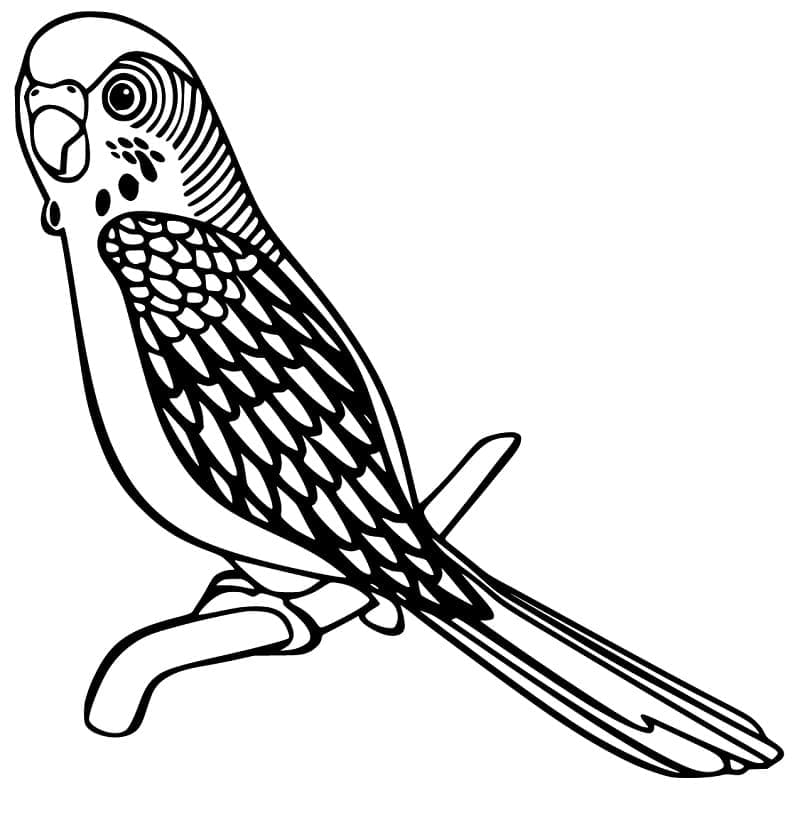 Desenho Periquito Adorável para Colorir e Pintar
