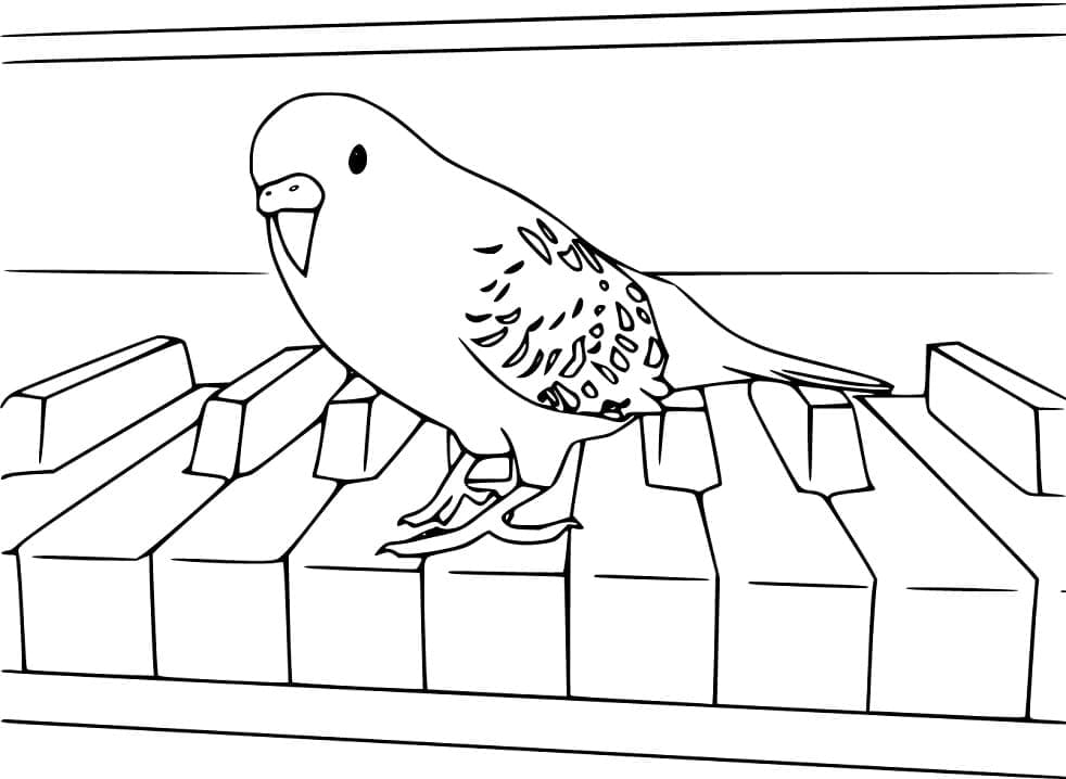 Desenho Periquito no Piano para Colorir e Pintar