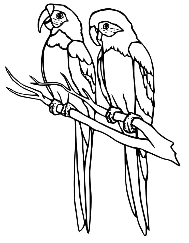 Desenho Periquitos em um Galho para Colorir e Pintar