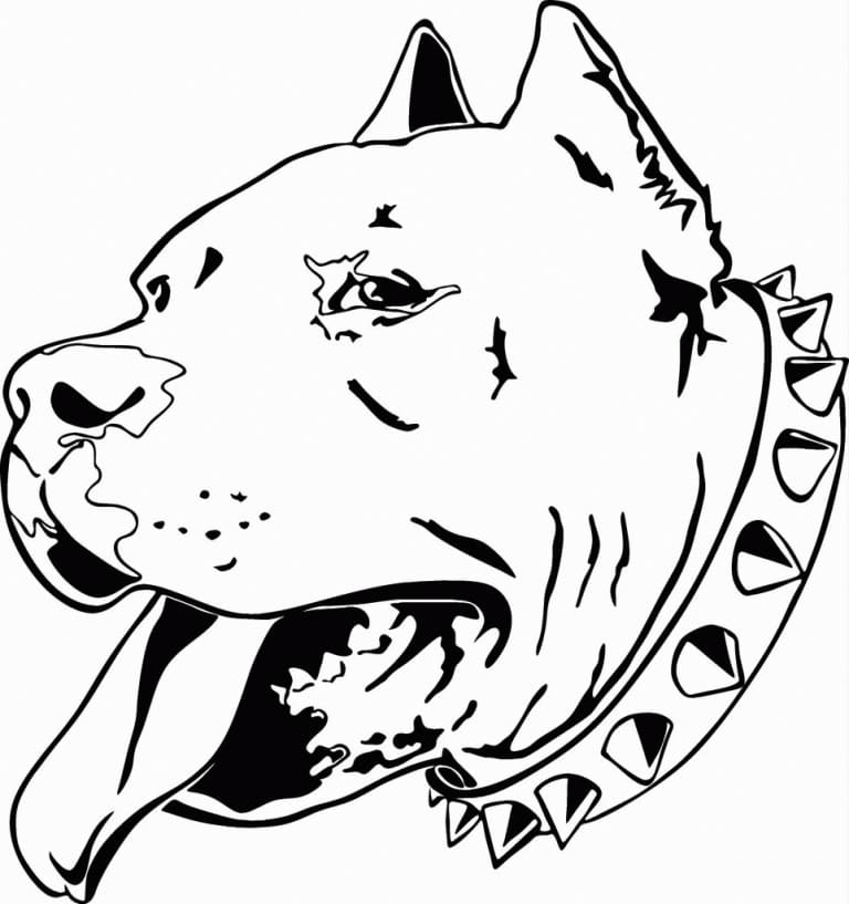 Desenho de Cabeça de Pitbull para Colorir e Pintar