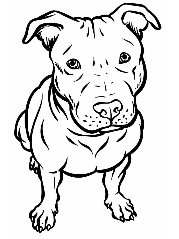 Desenho de Cão Pitbull para Colorir e Pintar