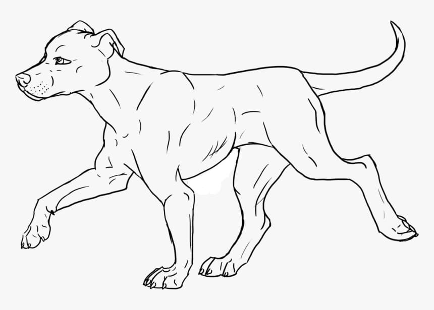 Desenho de Pitbull Andando para Colorir e Pintar