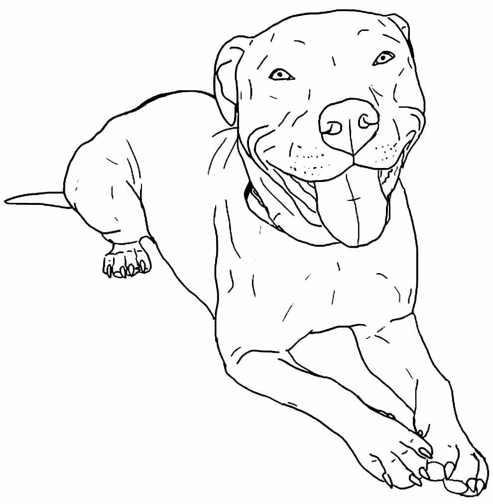 Desenho de Pitbull Feliz para Colorir e Pintar