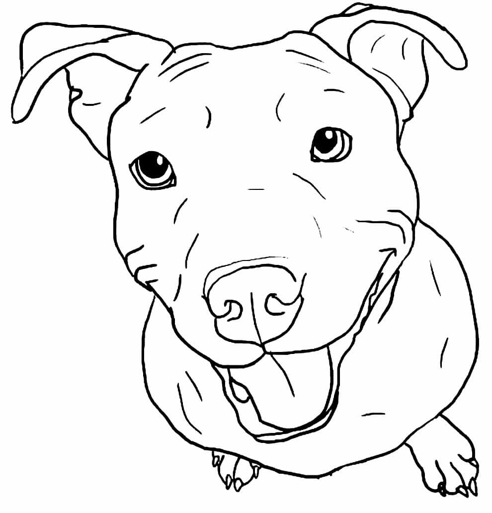 Desenho de Pitbull Sorrindo para Colorir e Pintar