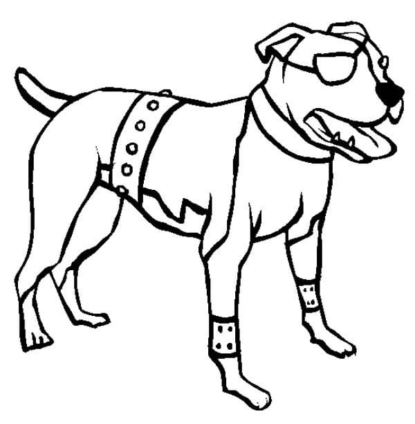 Desenho de Raça Pitbull para Colorir e Pintar