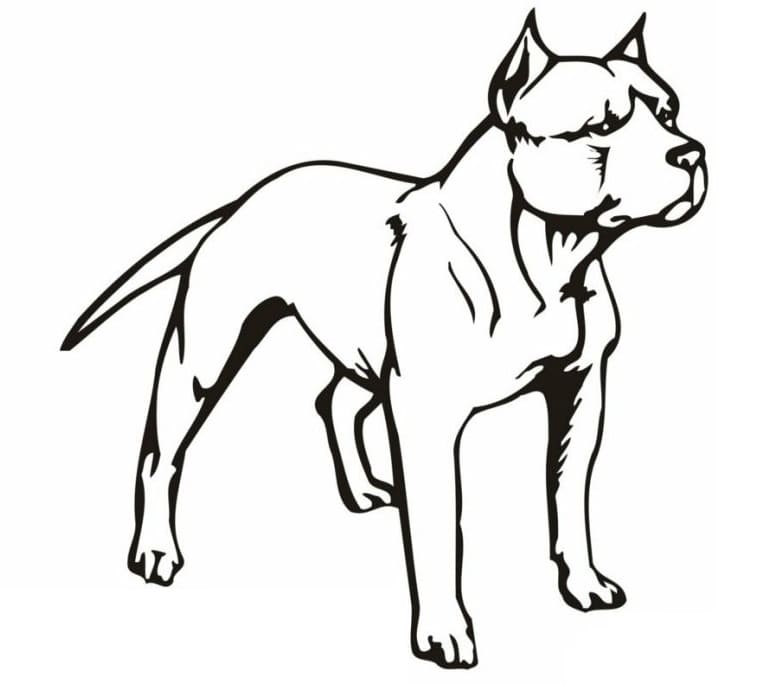 Desenho de um Cão Pitbull para Colorir e Pintar