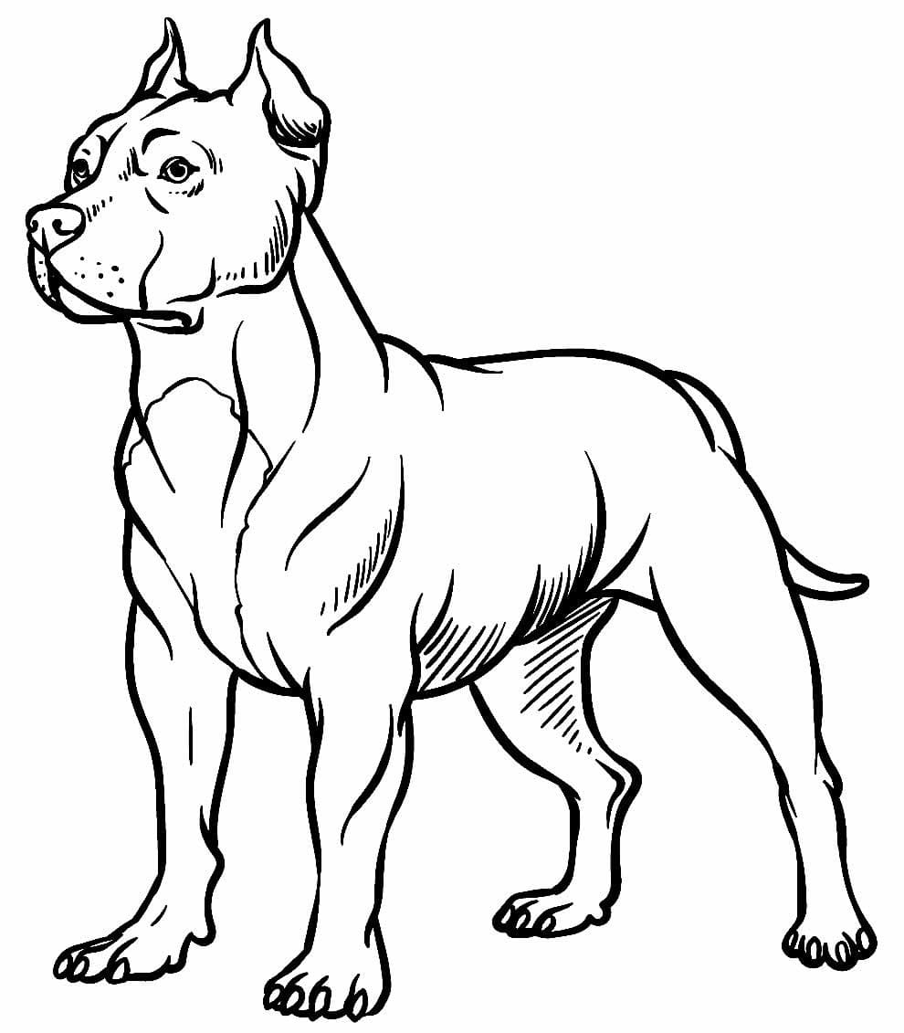 Desenho de um Pitbull para Colorir e Pintar