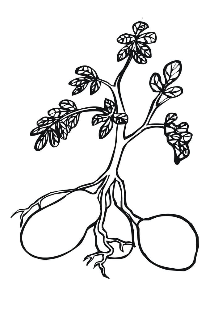 Desenho de Plantá Download para Colorir e Pintar