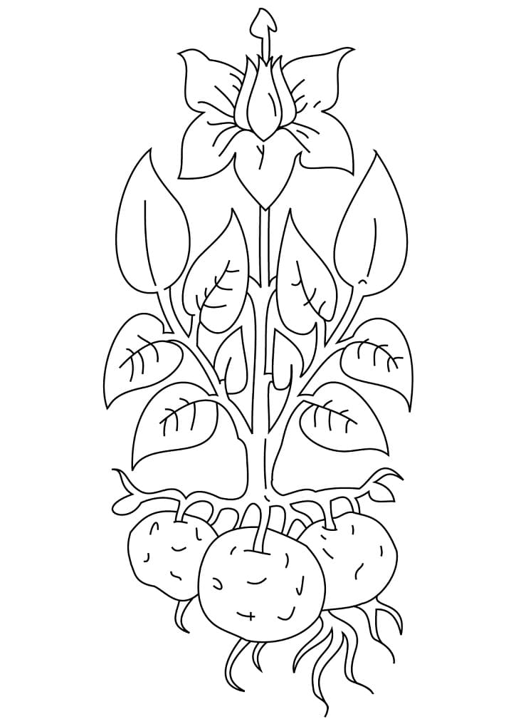 Desenho de Plantá para Colorir Pdf Grátis e Pintar