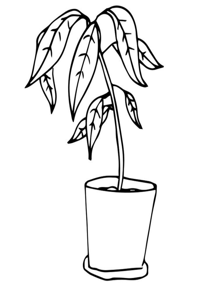 Desenho de Plantá para Imprimir Pdf Grátis e Pintar