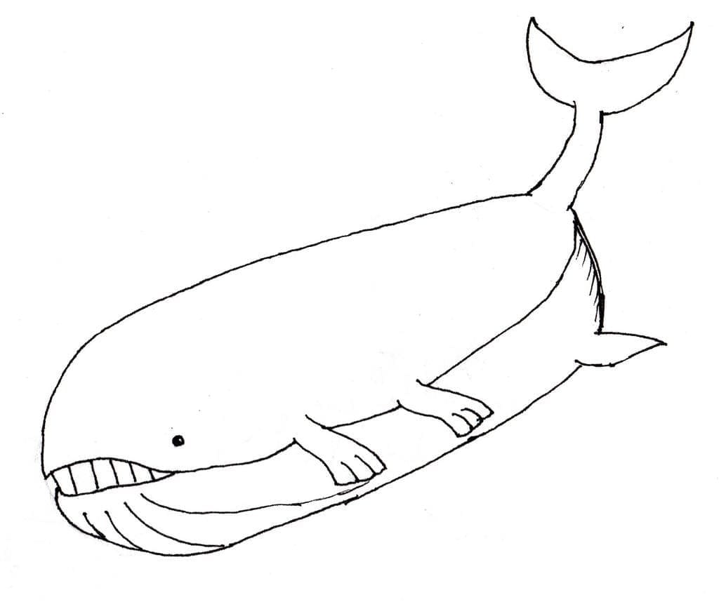 Desenho de Wailord Pokemon para Colorir e Pintar