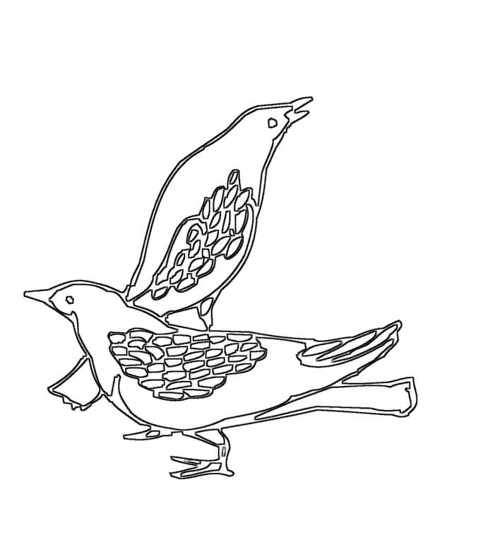 Desenho de Pombo Download para Imprimir e Colorir e Pintar