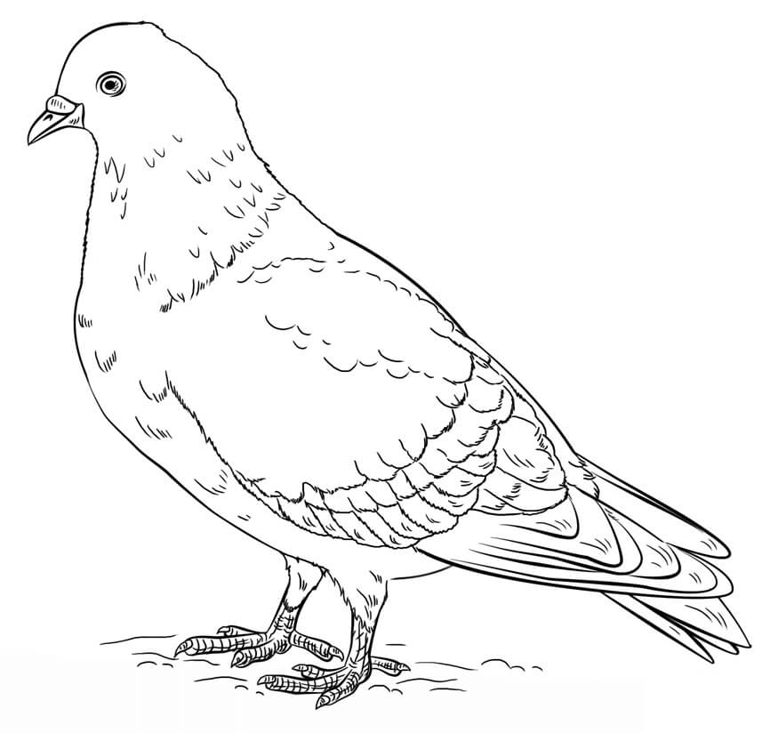 Desenho de Pombo Download Pdf para Colorir e Pintar