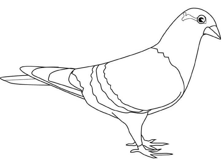 Desenho de Pombo para Pintar Download