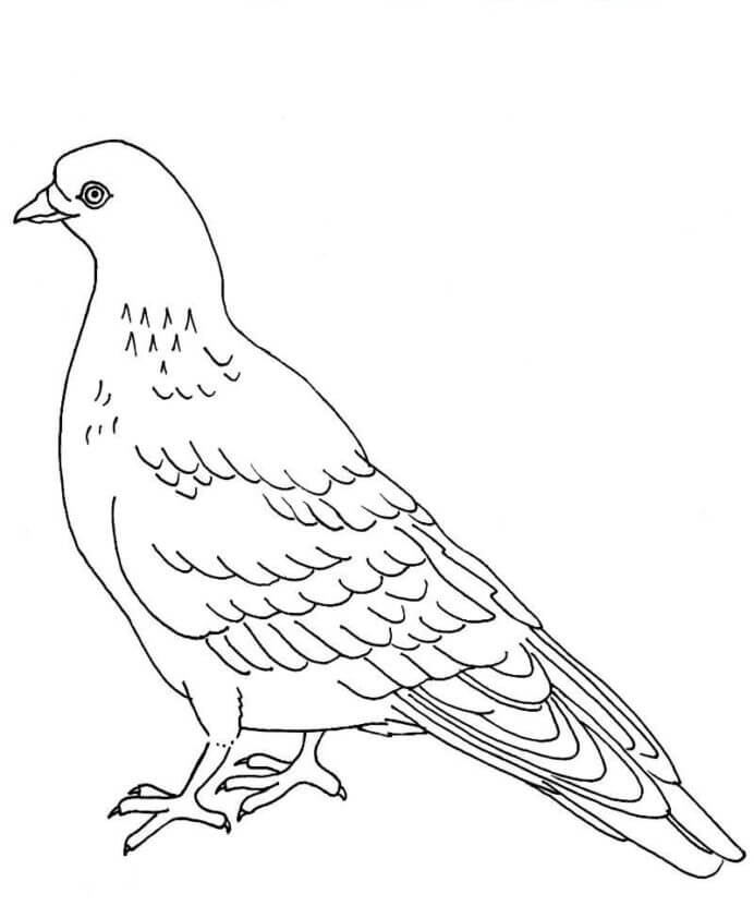 Desenho de Pombo para Pintar Pdf Grátis