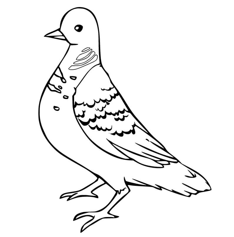 Desenho de Pombo Pdf para Colorir Grátis e Pintar