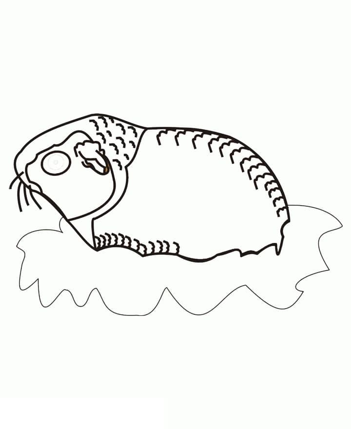 Desenho de Imagem de Porquinho da Índia para Colorir e Pintar