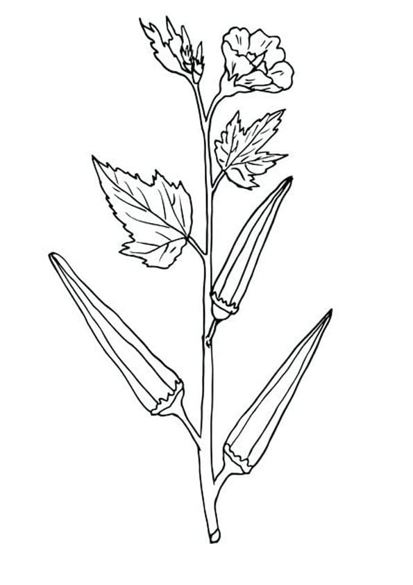 Desenho de Plantá de Quiabo para Colorir e Pintar