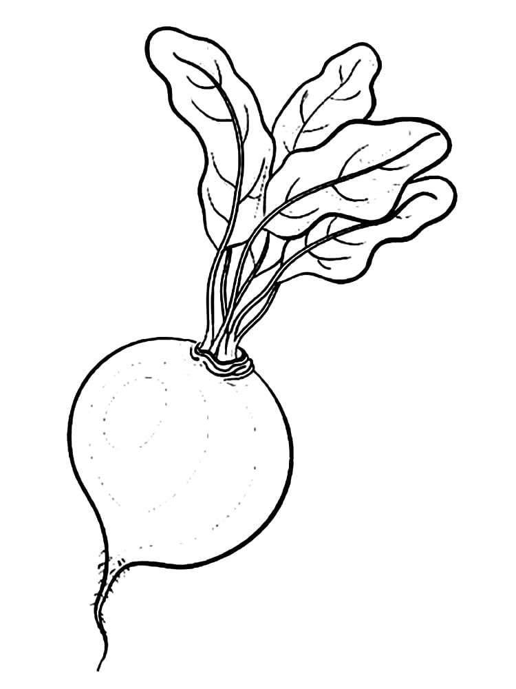 Desenho de Rabanete para Colorir Fácil e Grátis e Pintar