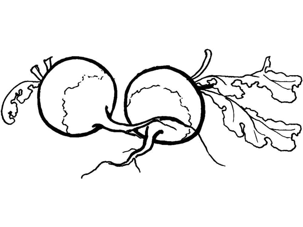 Desenho de Rabanetes para Colorir e Pintar