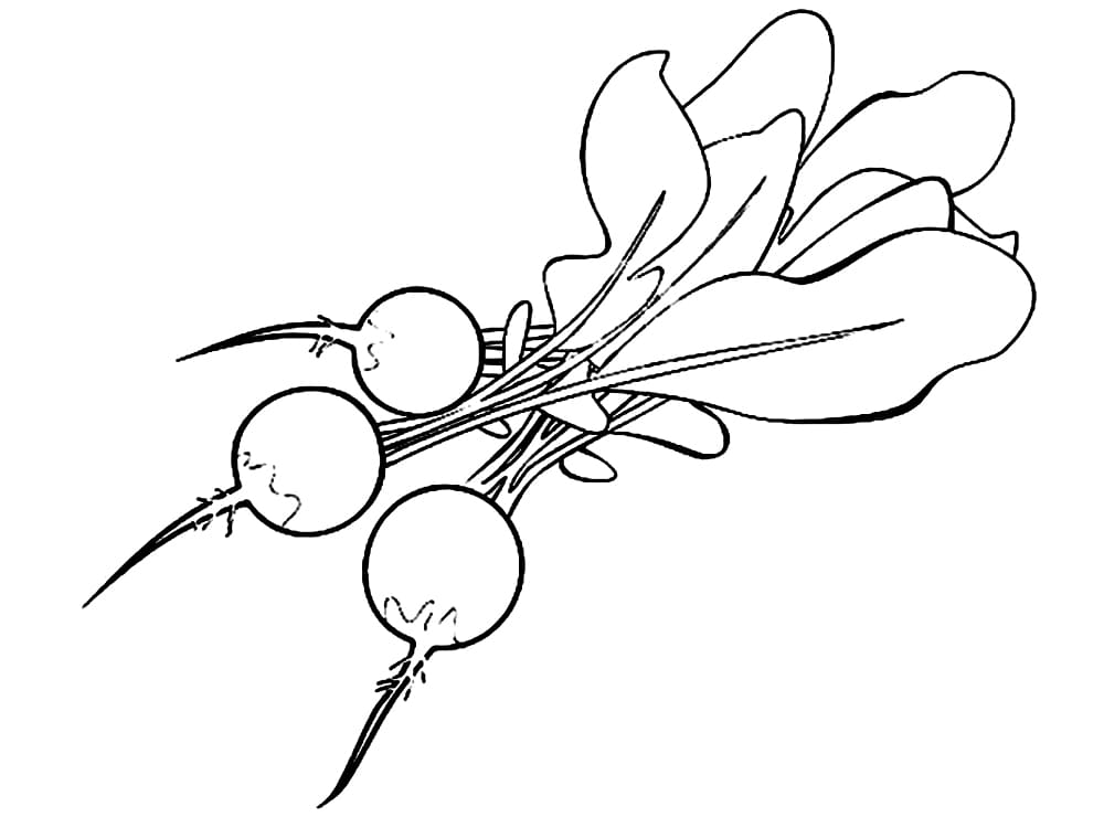 Desenho Pdf de Rabanetes para Baixar e Colorir e Pintar