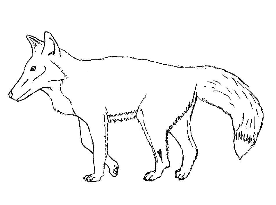 Desenho de Raposa para Crianças para Colorir e Pintar