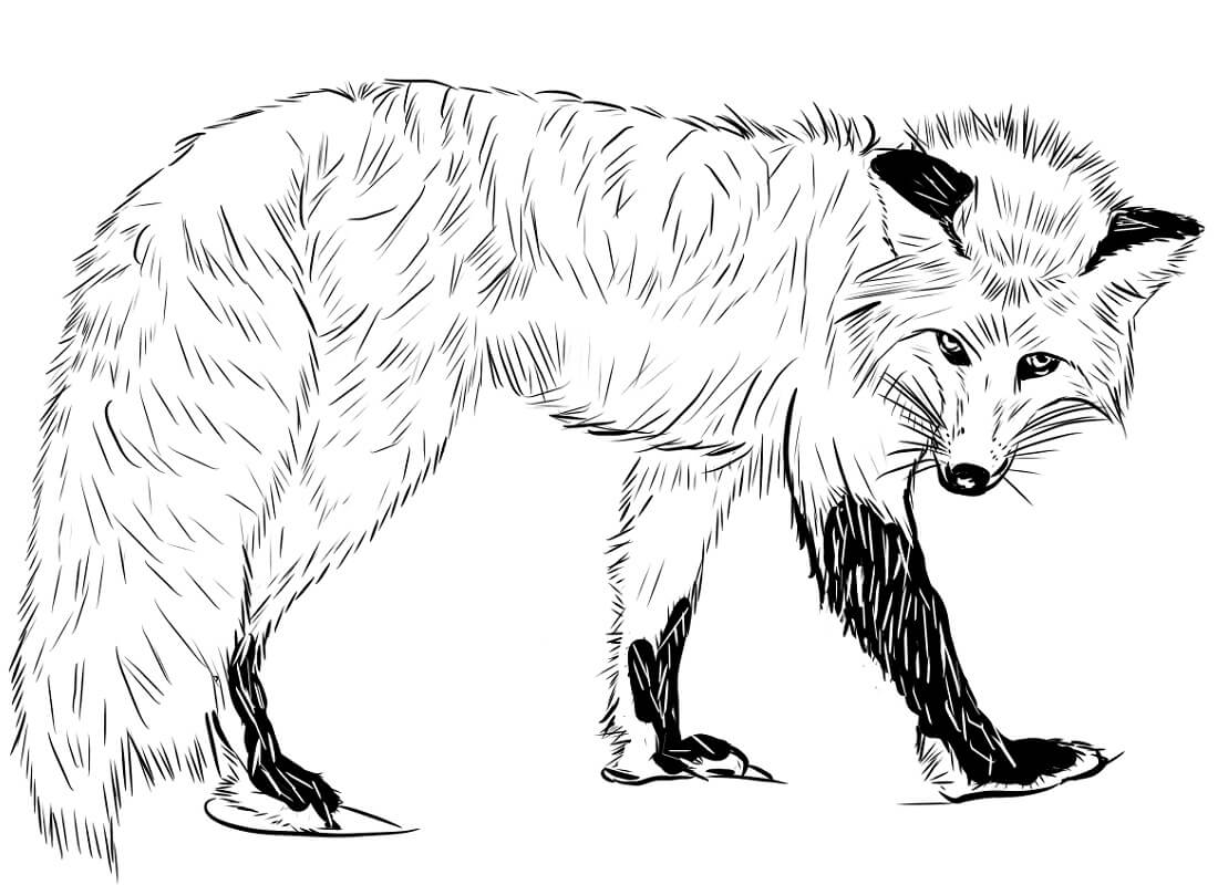Desenho de Raposa Download para Imprimir e Colorir e Pintar