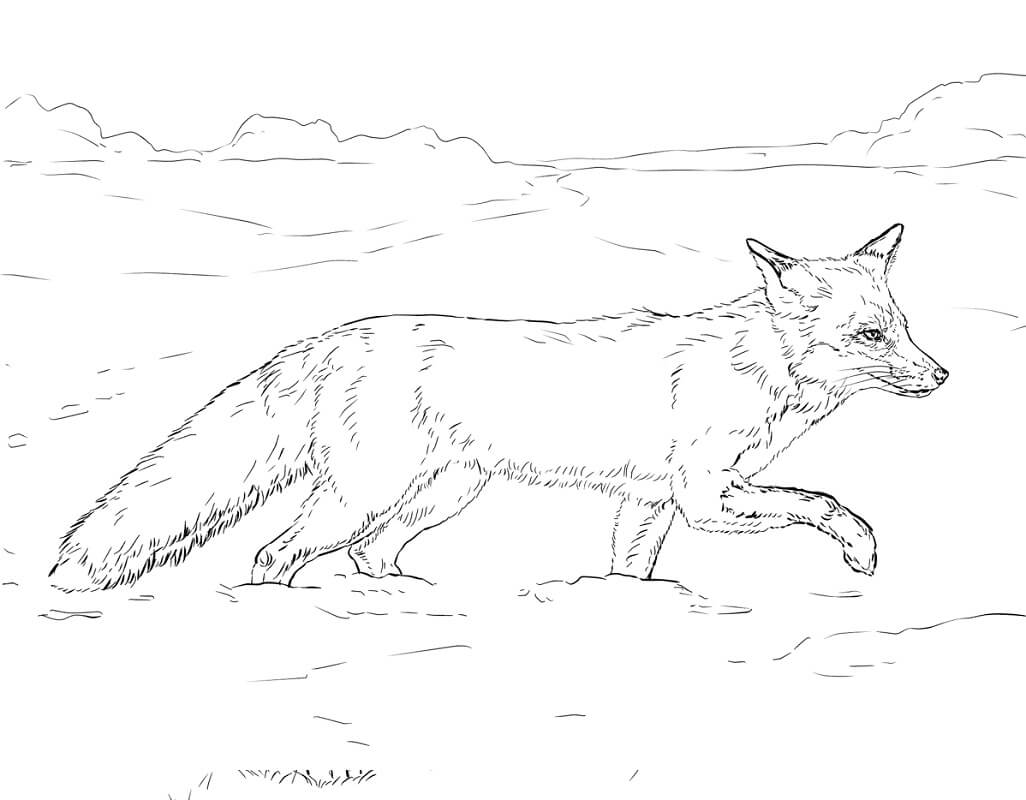 Desenho de Raposa Grátis para Imprimir e Colorir e Pintar