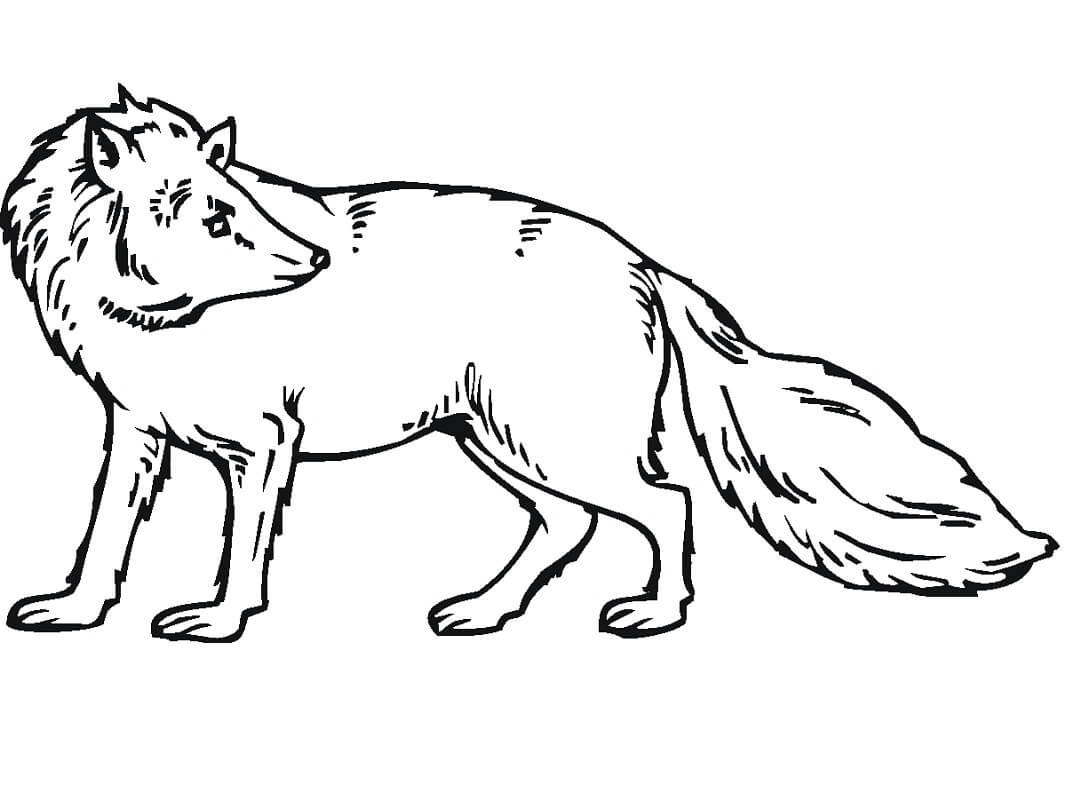 Desenho de Raposa para Colorir Download e Pintar