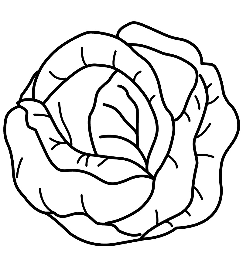 Desenho de Repolho Grátis Pdf para Colorir e Pintar