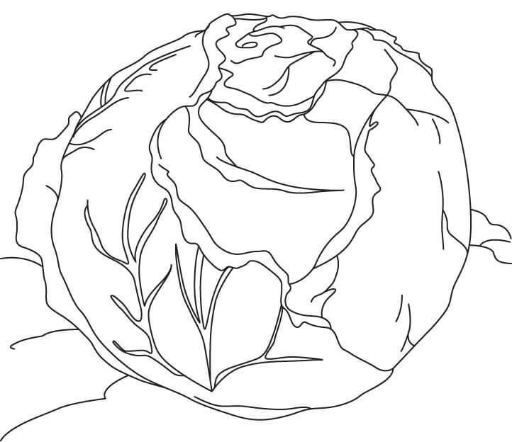 Desenho de Repolho Imprimivel para Colorir e Pintar