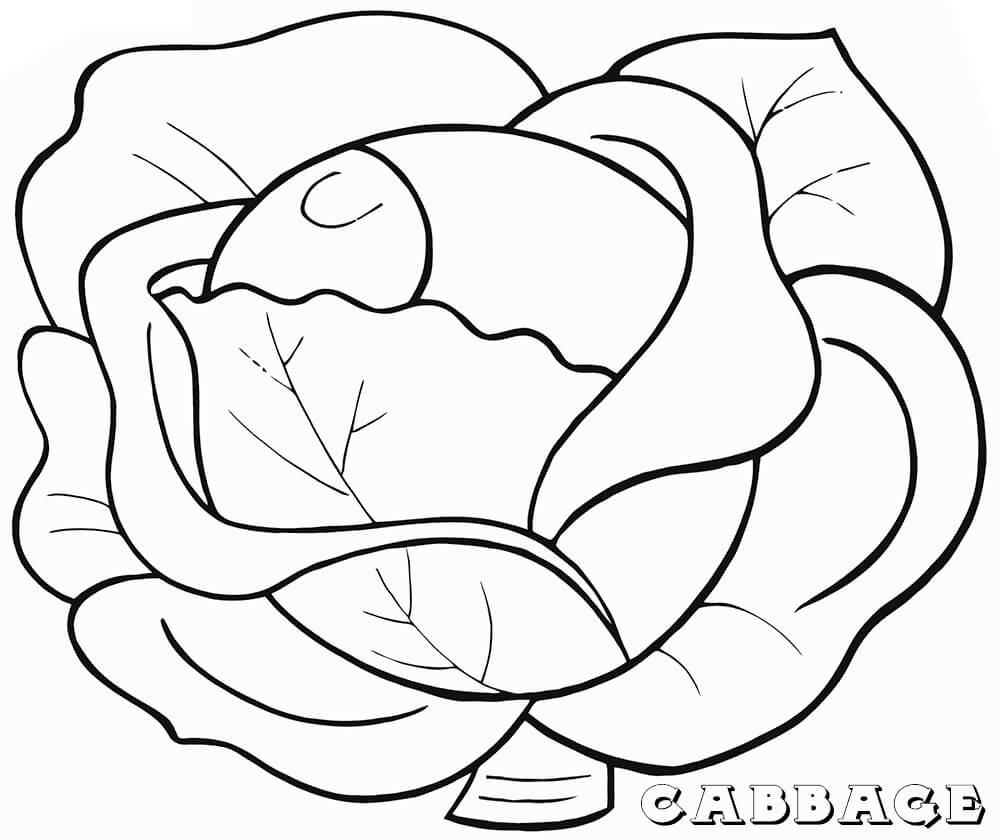 Desenho de Repolho para Colorir Download e Pintar