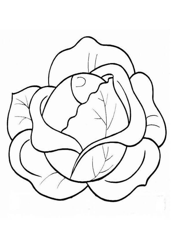 Desenho de Repolho para Pintar Pdf Grátis