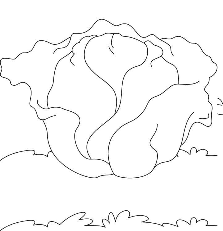 Desenho de Repolho Pdf para Imprimir e Colorir e Pintar