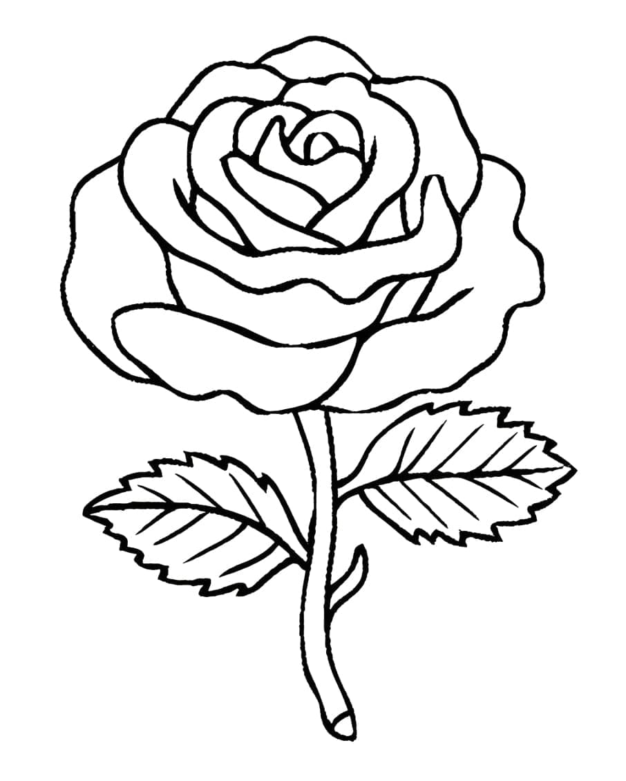 Desenhos de Bela Rosa para Colorir e Pintar
