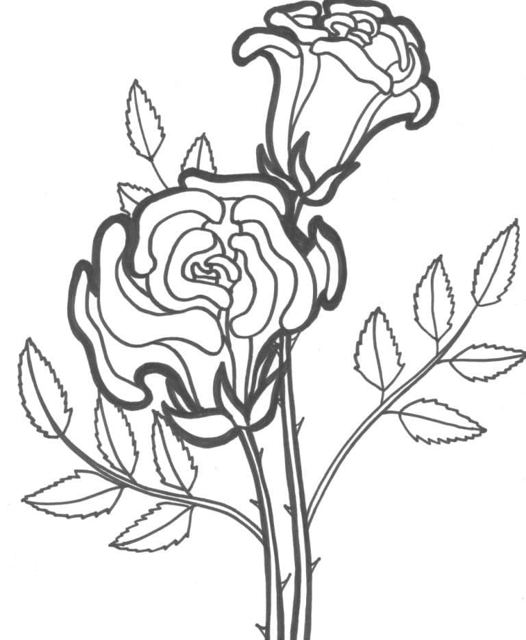 Desenhos de Duas Lindas Rosas para Colorir e Pintar